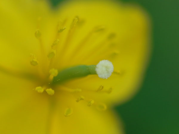 f:id:elmikamino:20100920113135j:image f:id:elmikamino:20100920113135j:image