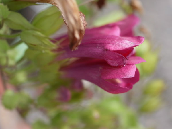 f:id:elmikamino:20100923110449j:image f:id:elmikamino:20100923110449j:image