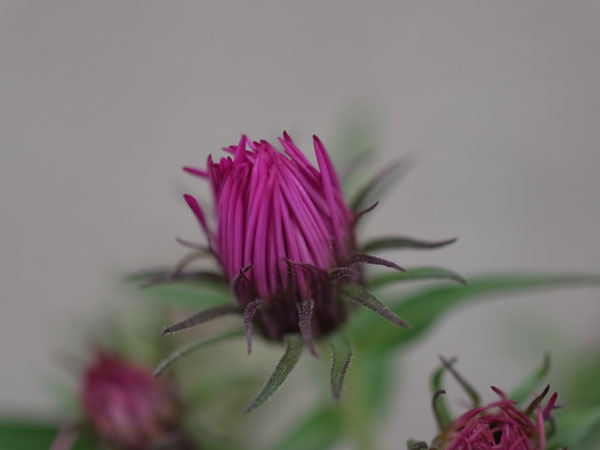 f:id:elmikamino:20100923110453j:image f:id:elmikamino:20100923110453j:image