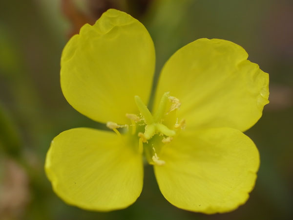 f:id:elmikamino:20100923110457j:image f:id:elmikamino:20100923110457j:image