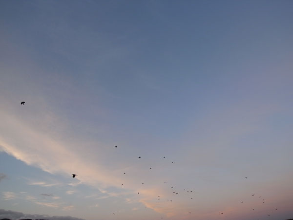f:id:elmikamino:20100924173902j:image
