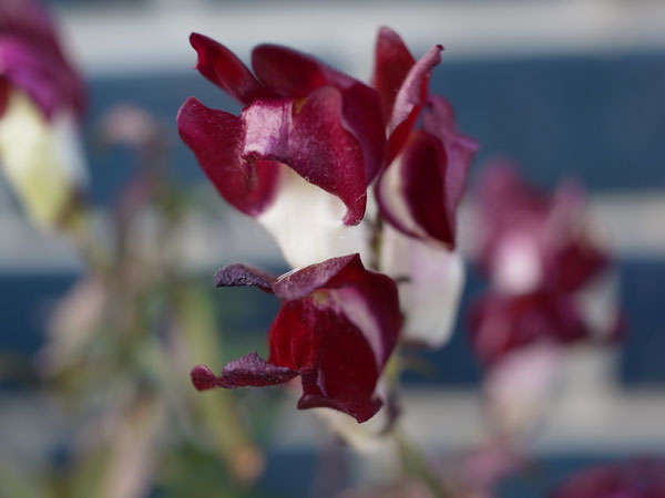 f:id:elmikamino:20100926142229j:image