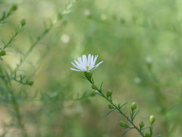 f:id:elmikamino:20100926142230j:image