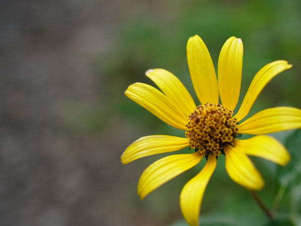 f:id:elmikamino:20100926142233j:image