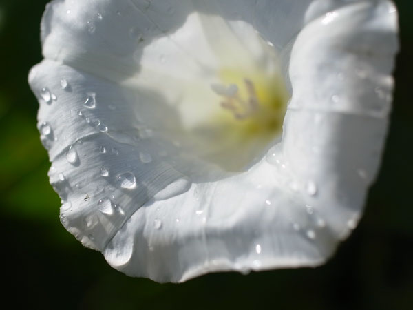 f:id:elmikamino:20100926142235j:image