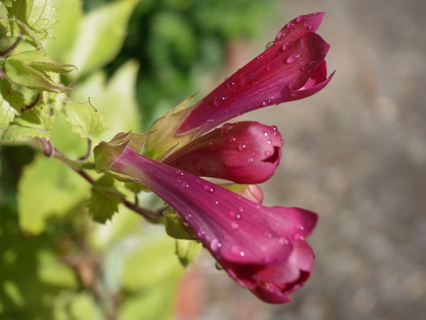 f:id:elmikamino:20100926142237j:image