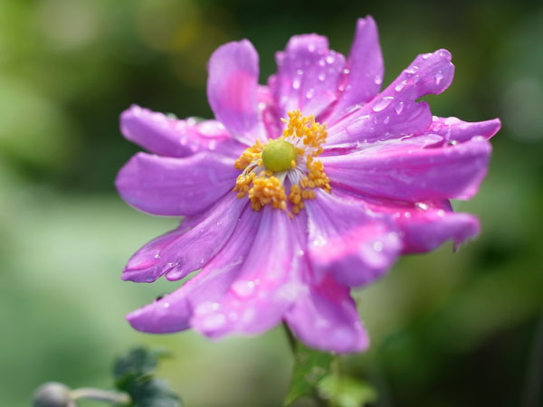 f:id:elmikamino:20100926142238j:image