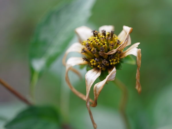 f:id:elmikamino:20100926142239j:image