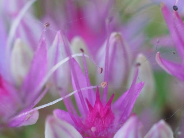 f:id:elmikamino:20100926142241j:image