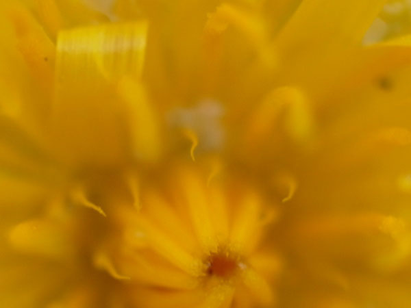 f:id:elmikamino:20100926142242j:image