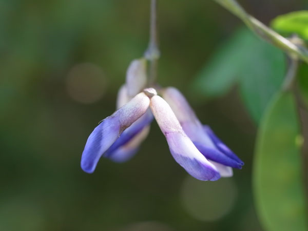f:id:elmikamino:20100926142243j:image