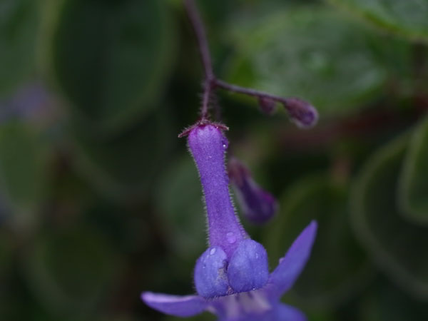 f:id:elmikamino:20100926142244j:image