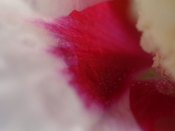 f:id:elmikamino:20100926142245j:image