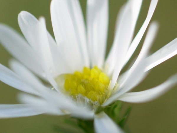 f:id:elmikamino:20100926142246j:image
