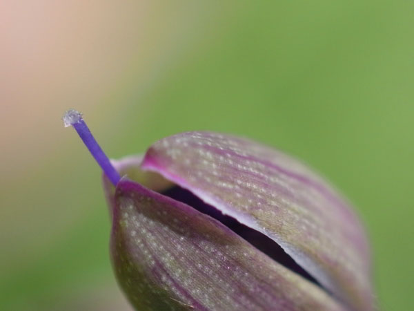 f:id:elmikamino:20100926142247j:image