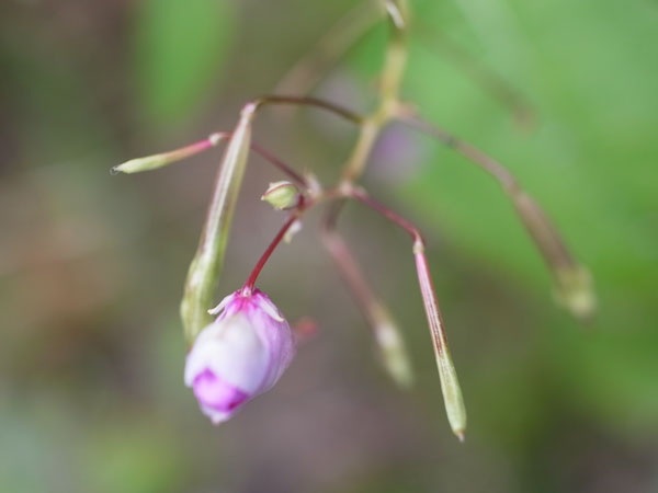 f:id:elmikamino:20100926142249j:image