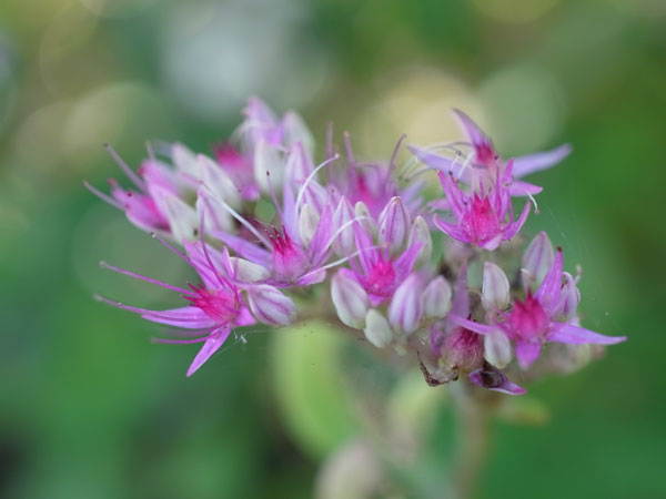 f:id:elmikamino:20100926142250j:image