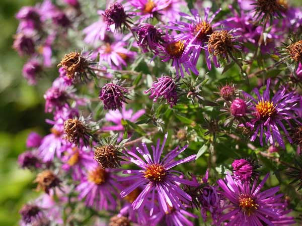 f:id:elmikamino:20100926142252j:image