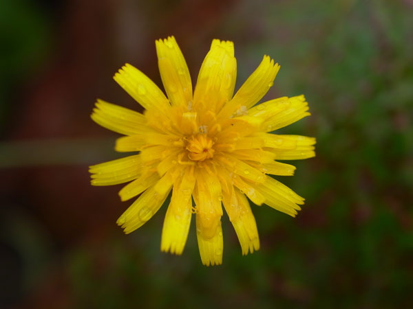 f:id:elmikamino:20100926142253j:image