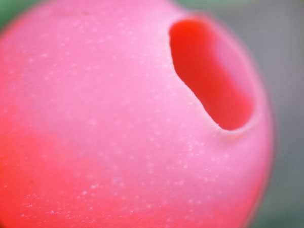 f:id:elmikamino:20100926142254j:image
