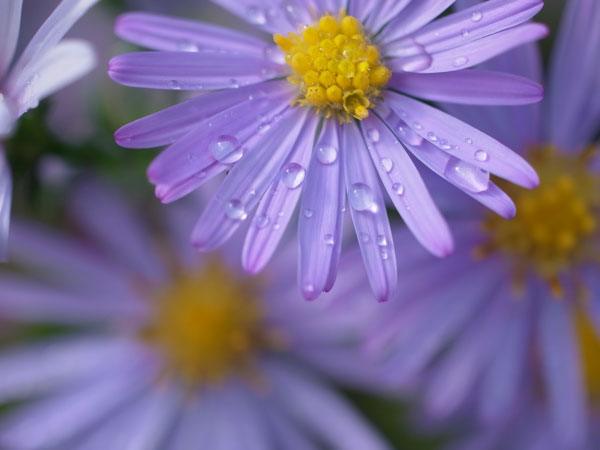 f:id:elmikamino:20100926142255j:image