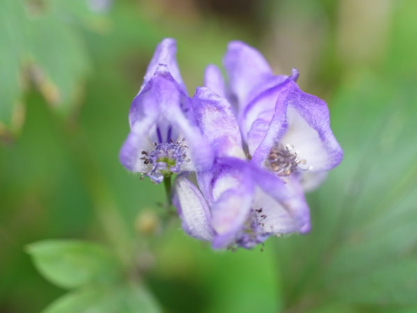 f:id:elmikamino:20100927121206j:image