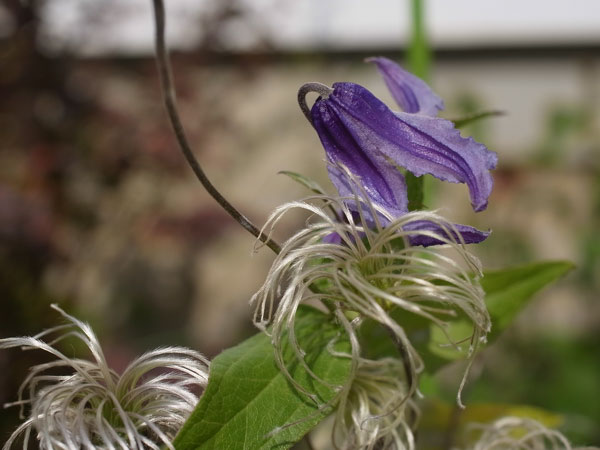 f:id:elmikamino:20100927121207j:image