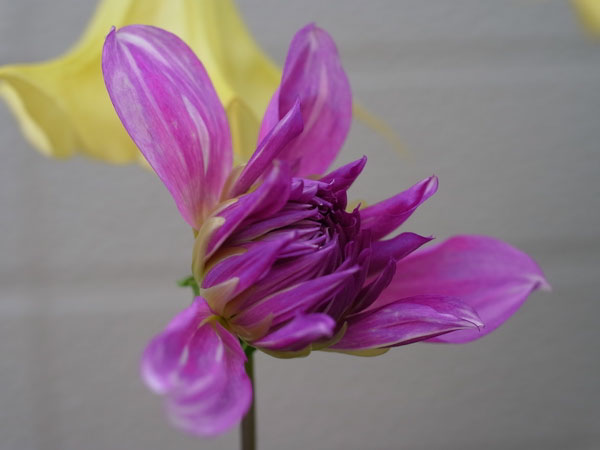 f:id:elmikamino:20100927121209j:image