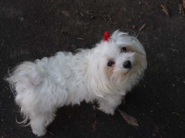 f:id:elmikamino:20100927121210j:image