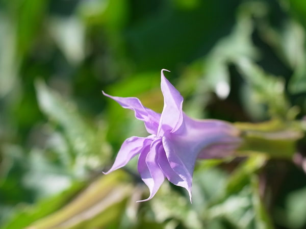 f:id:elmikamino:20100927121211j:image