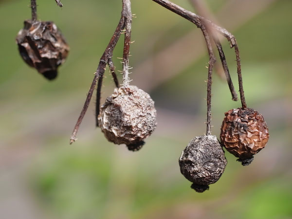 f:id:elmikamino:20100927121212j:image