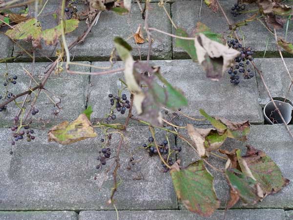 f:id:elmikamino:20100927121215j:image