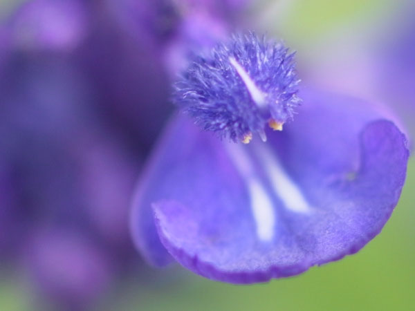 f:id:elmikamino:20100927121216j:image