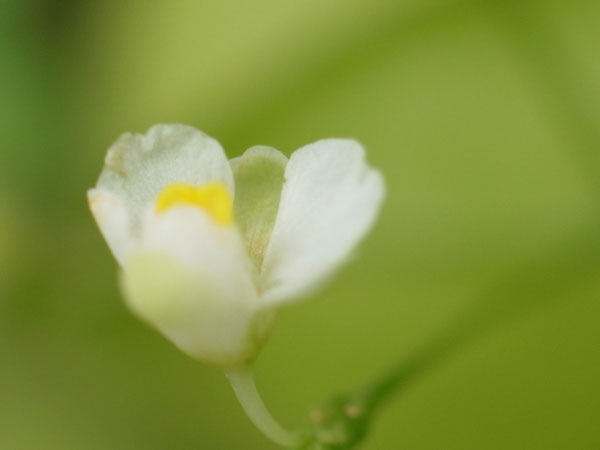 f:id:elmikamino:20100927121223j:image