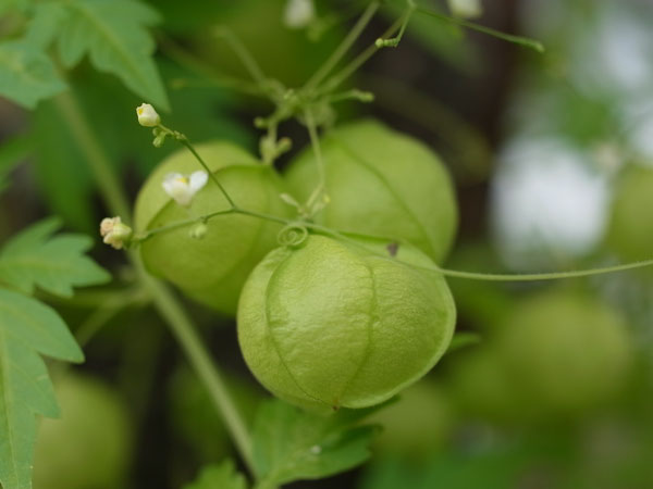 f:id:elmikamino:20100927121224j:image