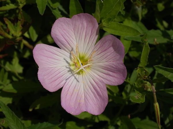 f:id:elmikamino:20100927123039j:image