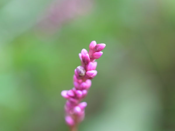 f:id:elmikamino:20100928130457j:image f:id:elmikamino:20100928130457j:image