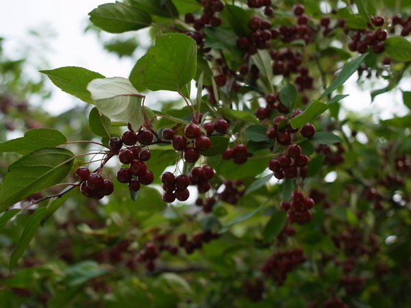 f:id:elmikamino:20100928130458j:image f:id:elmikamino:20100928130458j:image