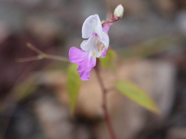 f:id:elmikamino:20100928130500j:image f:id:elmikamino:20100928130500j:image