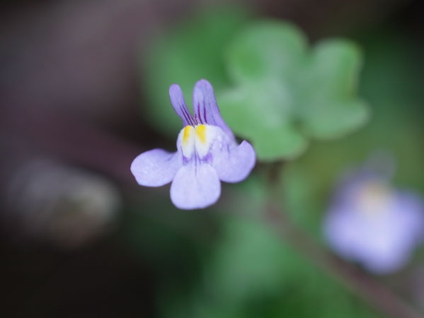 f:id:elmikamino:20100928130502j:image f:id:elmikamino:20100928130502j:image