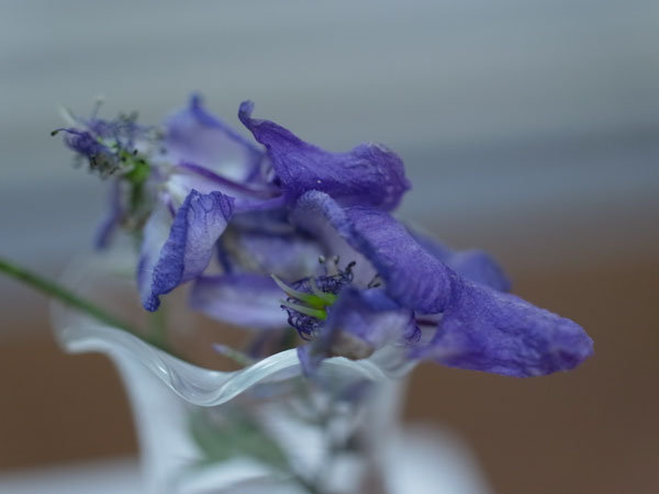 f:id:elmikamino:20100930003752j:image