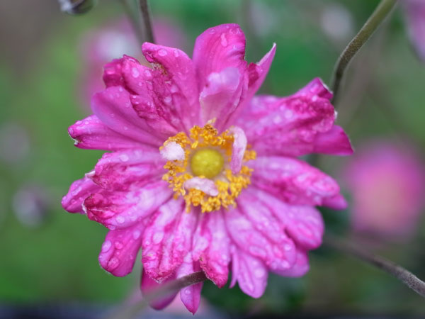f:id:elmikamino:20101003113153j:image f:id:elmikamino:20101003113153j:image