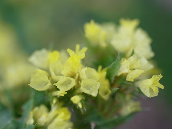 f:id:elmikamino:20101003113157j:image f:id:elmikamino:20101003113157j:image