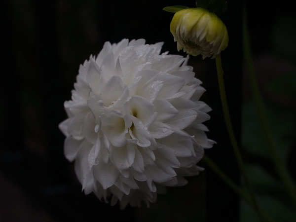 f:id:elmikamino:20101003113201j:image f:id:elmikamino:20101003113201j:image