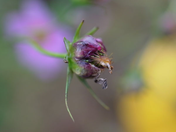 f:id:elmikamino:20101003113202j:image f:id:elmikamino:20101003113202j:image
