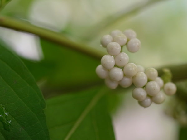 f:id:elmikamino:20101003113204j:image f:id:elmikamino:20101003113204j:image