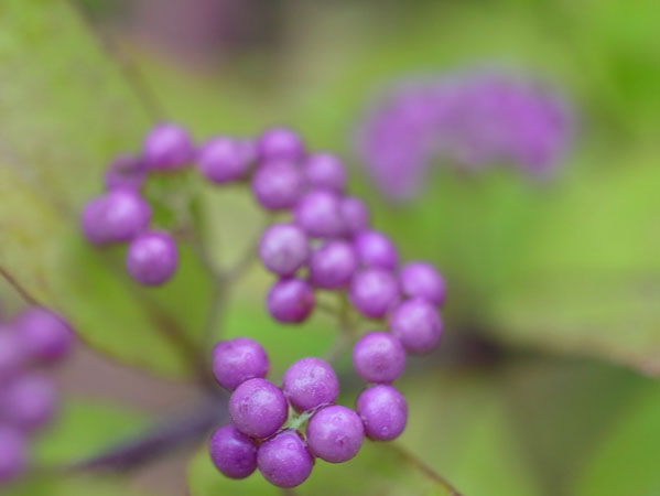 f:id:elmikamino:20101003113206j:image f:id:elmikamino:20101003113206j:image