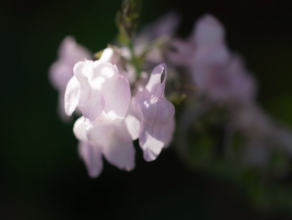 f:id:elmikamino:20101005150025j:image