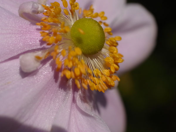 f:id:elmikamino:20101005150026j:image