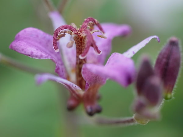 f:id:elmikamino:20101005150027j:image